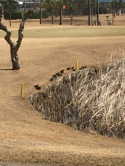 口コミ・評価】竜洋ゴルフガーデンのショートコースに行ってきました！: 【女子ママゴルファーの応援ブログ】女子ゴルファーのゴルフのあれこれお役立ブログ